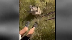 Momenti kur kanguri sulmoi gruan në Australi