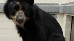 Kopshti zoologjik në hall me ariun, detyrohet t’ia ndërrojë vendbanimin