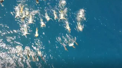 Notarët në Hawaii akuzohen për ngacmim të delfinëve