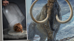 Shkencëtarët krijojnë qofte prej mamuthi
