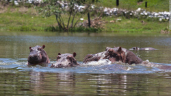 Kolumbisë i kushton shtrenjtë zhvendosja e hipopotameve të Escobarit
