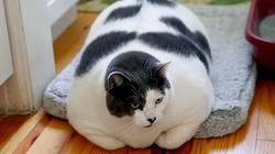 Macja më obeze në botë nis dietën