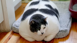 Macja më obeze në botë nis dietën