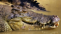 Trupi i një australiani të humbur gjendet brenda një krokodili