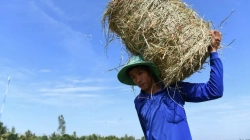 Vietnami regjistron temperaturë rekorde, mbi 44 gradë Celsius