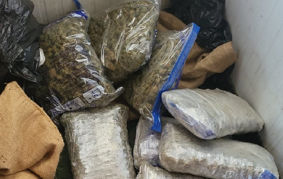 Kapet marihuanë në vlerë mbi 70 mijë euro, nëntë të arrestuar