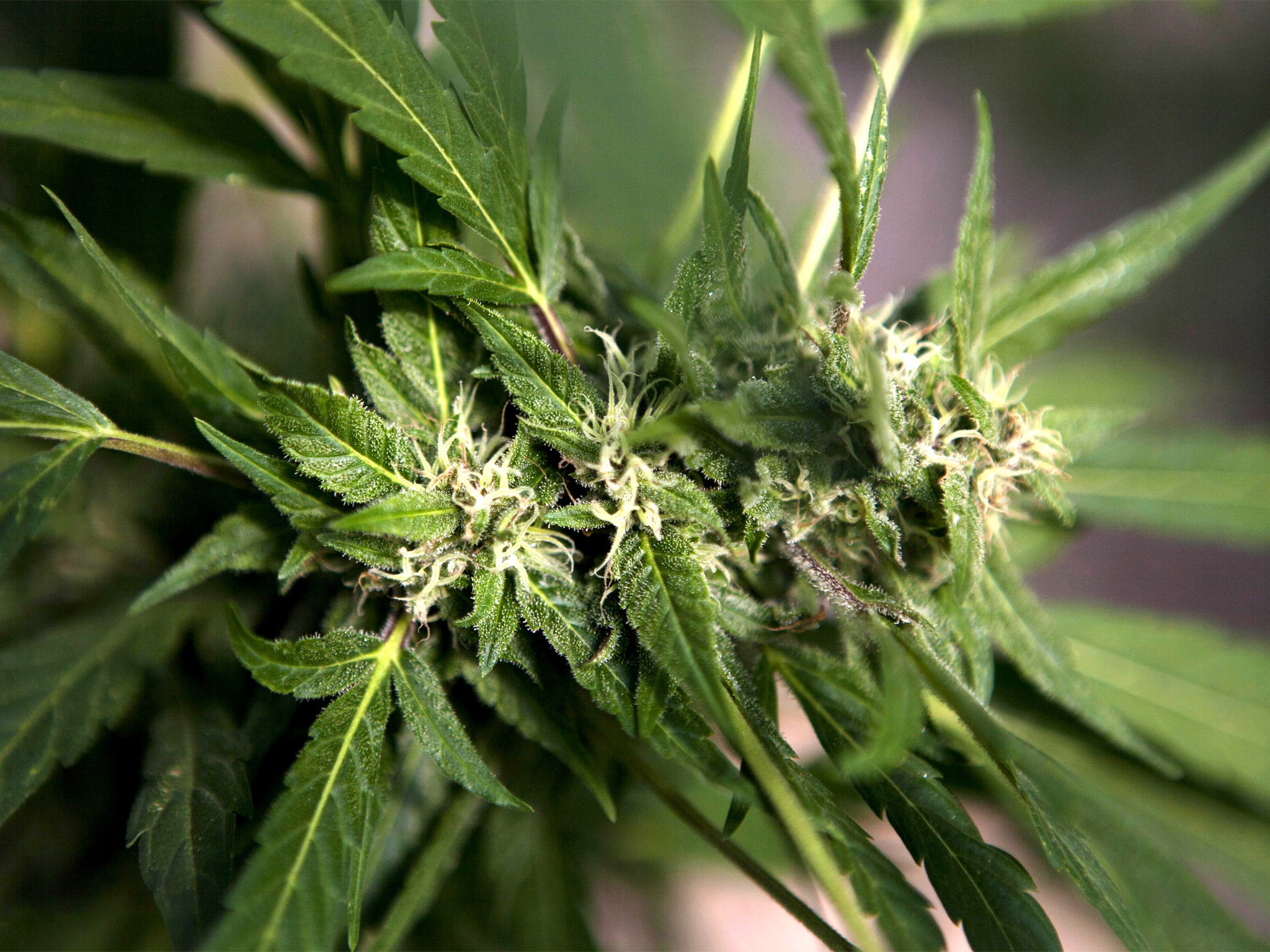 Marihuana dëmton foshnjat në tremujorin e parë të shtatzënisë