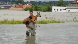 Foto prekëse nga përmbytjet në Kroaci, zjarrfikësi shpëton drerin nga mbytja
