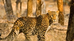 Leopardët terrorizojnë fshatrat indiane