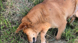 Vritet me armë zjarri një qen në afërsi të Bibliotekës Kombëtare në Prishtinë
