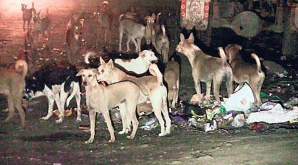 Why do dogs attack more at night and how to protect ourselves