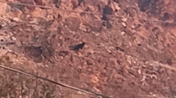 Një kafshë e çuditshme filmohet në malet e Arizonas