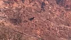 Një kafshë e çuditshme filmohet në malet e Arizonas