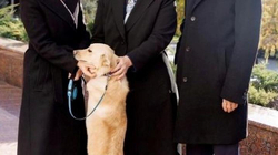 Qeni i presidentes moldave kafshon presidentin austriak