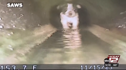 The puppy that had fallen into a narrow sewer pipe is rescued"