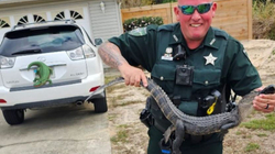 Policia hoqi aligatorin nga familja amerikane