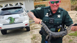 Policia hoqi aligatorin nga familja amerikane