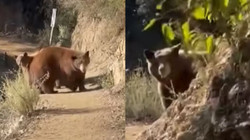 The terrifying moment when America confronts a family of bears"