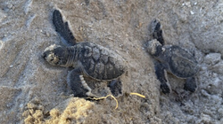 Sea turtle nesting record"