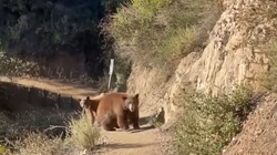 The runner captures the moment when she is chased by three bears"