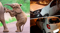 The herd of elephants crushes the car that hit their baby"