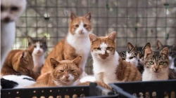 Shpëtohen mbi 1,000 mace në Kinë që po transportoheshin për t’u shitur si mish derri e qengji