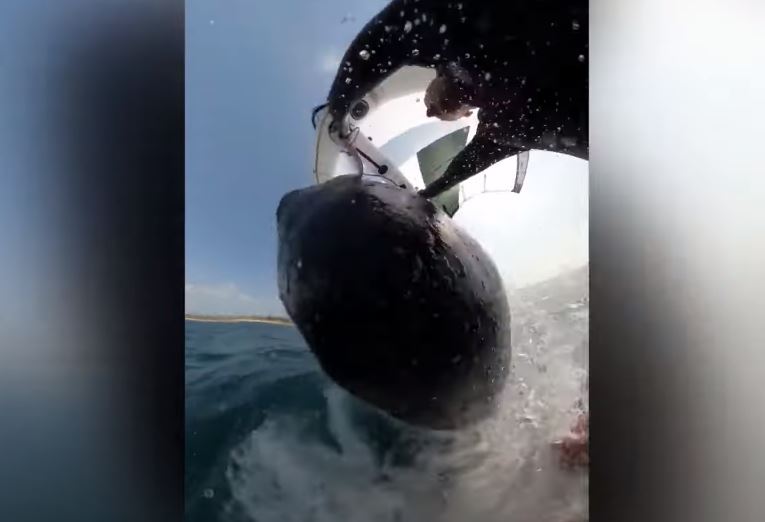 Kapet momenti “një në një milion” kur balena përplas surfistin