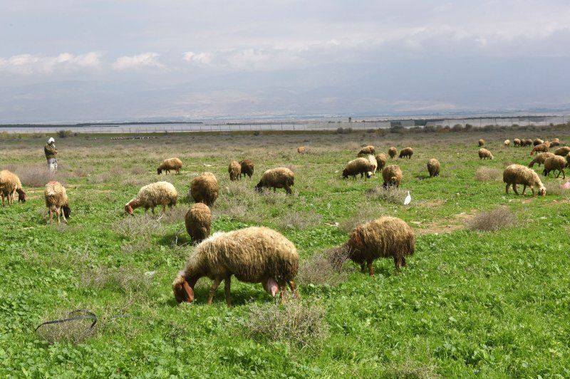 Konfirmohen disa raste me linë e deleve dhe dhive, AUV-ja u bën