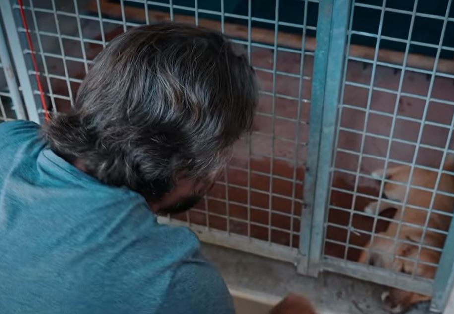 Rama: Në më pak se një javë, adoptohen 30 qen endacakë
