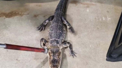 Kapet aligatori në SHBA, mister prejardhja e tij