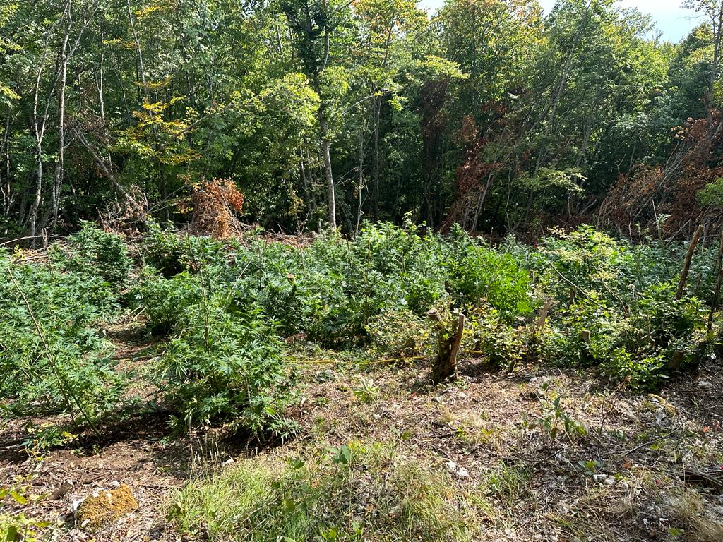 Policia e Kosovës shkatërron një plantacion me 20 mijë bimë narkotike