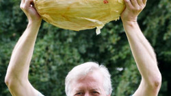 Një kopshtar në Angli prezanton qepën që besohet të jetë më e madhja në botë”