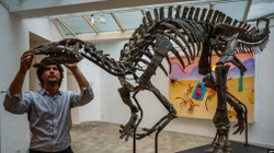 Skeleti i dinozaurit “Barry” do të shitet në ankand në Paris”