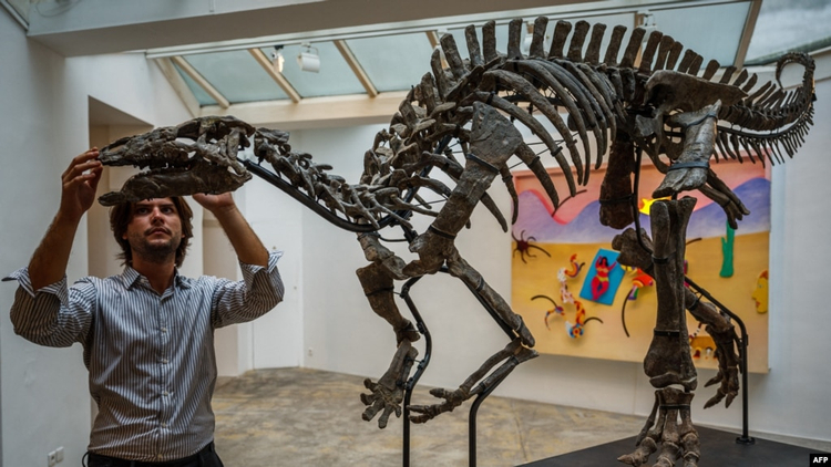 The skeleton of the dinosaur "Barry" will be sold at auction in Paris -  KOHA.net