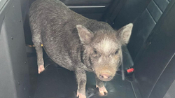 Policia amerikane i del në ndihmë derrit që i iku pronarit