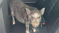Policia amerikane i del në ndihmë derrit që i iku pronarit”