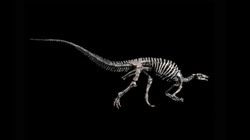 Dinosauri i rrallë pritet të shitet mbi një milion euro”