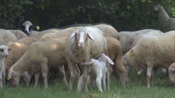 Tufa e deleve në Greqi ha rreth 100 kilogramë kanabis