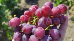 A ndikon rrushi në shtim të peshës”