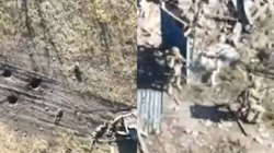Si po vriten rusët në fushë të hapur