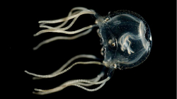 Kandili i detit pa tru befason shkencëtarët