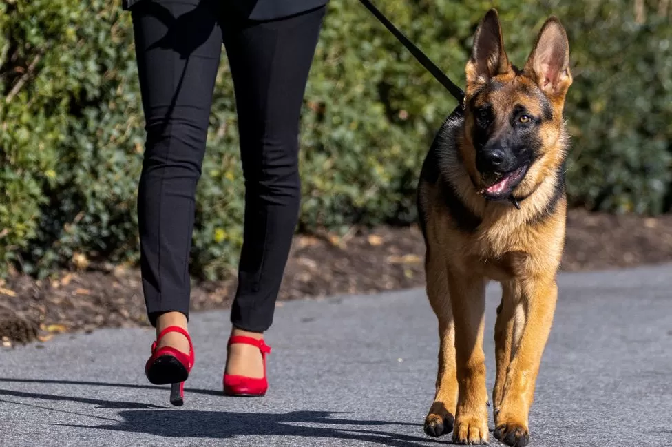 Qeni i Bidenit kafshon edhe një agjent të shërbimit sekret