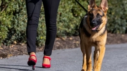 Qeni i Bidenit kafshon edhe një agjent të shërbimit sekret