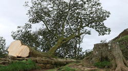 Një 16-vjeçar arrestohet për prerjen e pemës 200-vjeçare në Britani