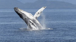 Një i vdekur në Australi pasi balena goditi anijen