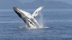 Një i vdekur në Australi pasi balena goditi anijen”