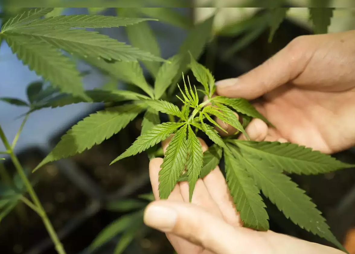 Gjermania legalizon kanabisin