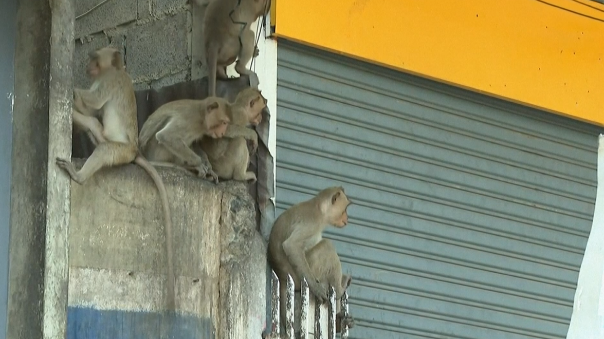 Majmunet makak ne Tajlande