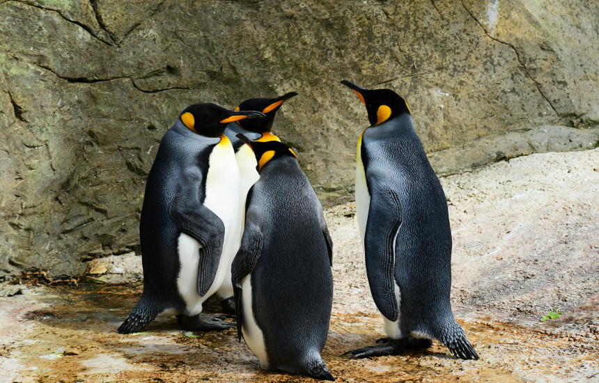Penguinët, studim për akujt