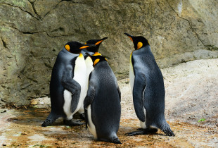 Penguinët, studim për akujt